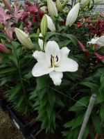 [5214 Bendigo VZ No01.JPG]